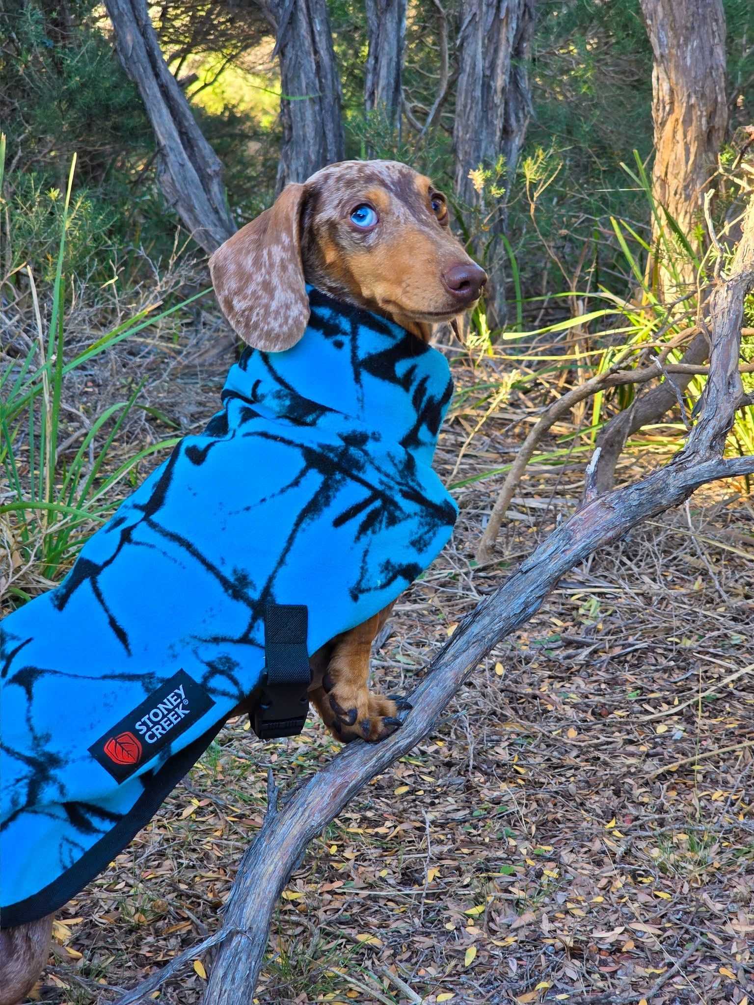 Stoney Creek Jones Dog Coat (Blaze Blue) - Main Image