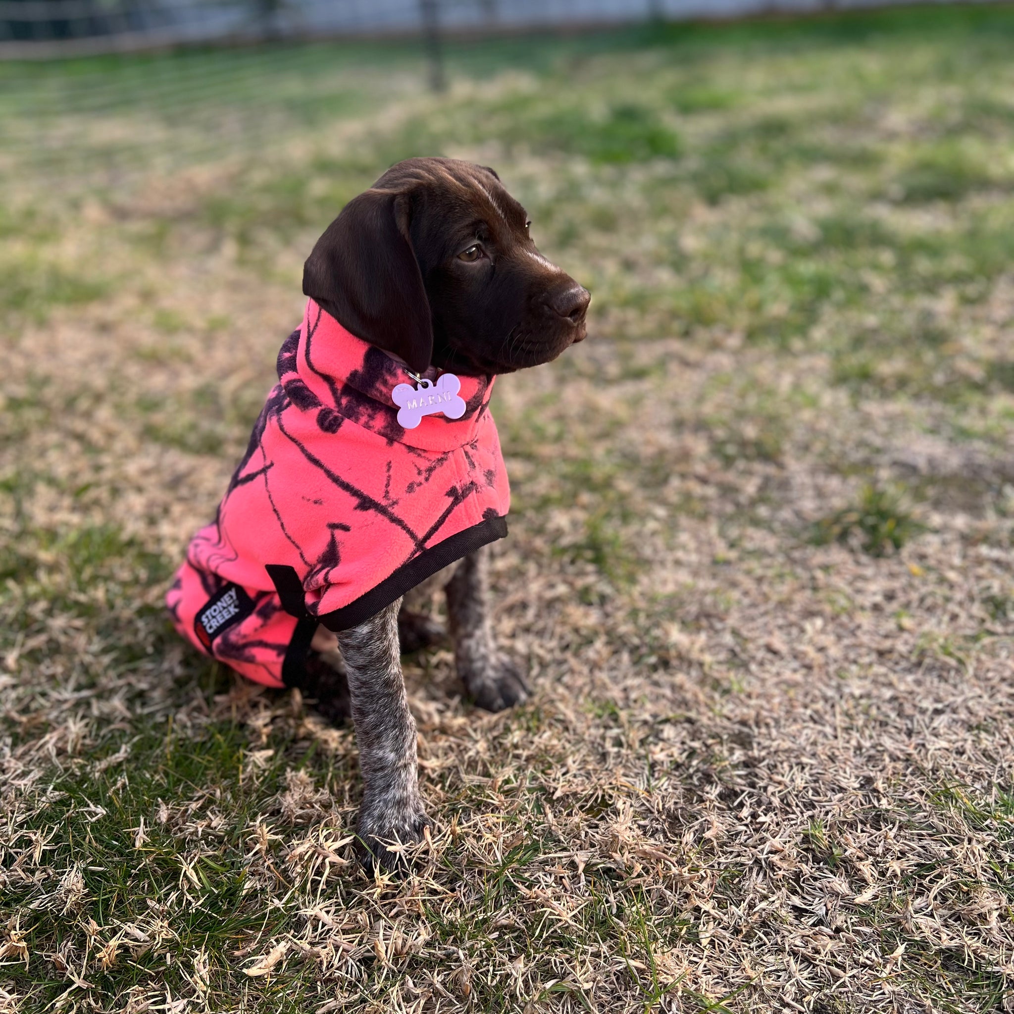 Stoney Creek Jones Dog Coat (Watermelon)