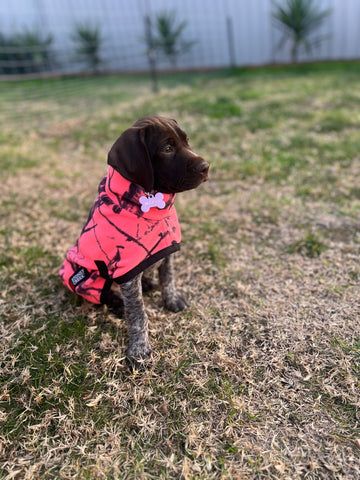 Stoney Creek Jones Dog Coat (Watermelon)