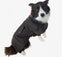 Swanndri Hunter Oilskin Dog Coat